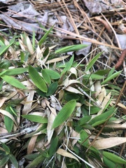 Dichanthelium strigosum leucoblepharis