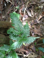 Pteris grevilleana