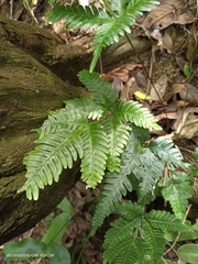 Pteris grevilleana