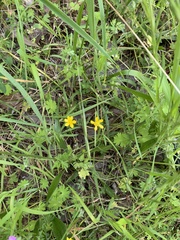 Ranunculus orthorhynchus