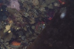 Sargassum incisifolium