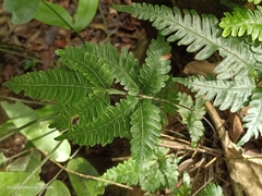 Pteris grevilleana