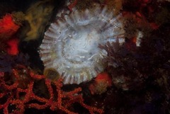 Scutellastra tabularis