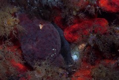Alcyonidium nodosum