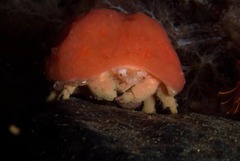 Pseudodromia rotunda