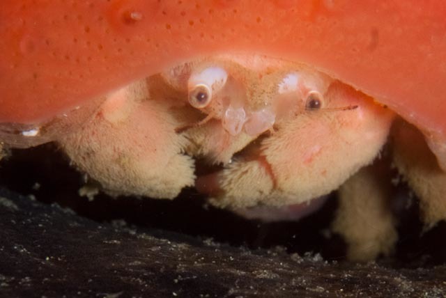 Dromiidae