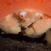 Sponge Crabs - Photo (c) Georgina Jones, some rights reserved (CC BY-SA), uploaded by Georgina Jones
