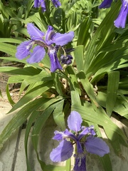 Iris tectorum