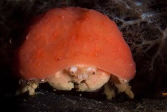 Pseudodromia rotunda