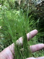 Eleocharis tortilis