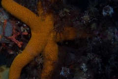 Fromia schultzei