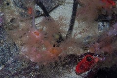 Thyone aurea