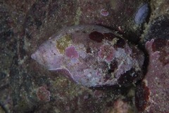 Bullia laevissima
