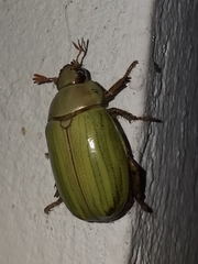 Pelidnota prasina