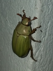 Pelidnota prasina