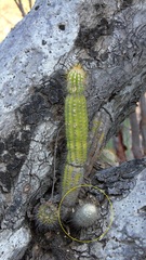 Mammillaria dixanthocentron