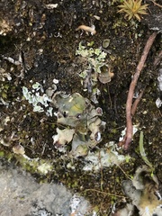 Peltigera venosa