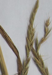 Elymus repens repens