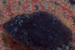 Alcyonidium nodosum