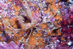 Macropodia falcifera