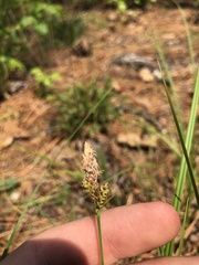 Carex vestita