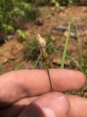 Carex vestita