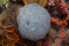 Aplidium circulatum