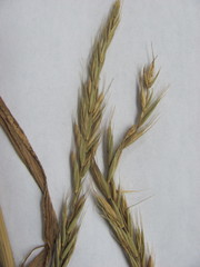 Elymus repens repens