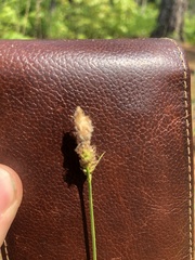 Carex vestita