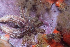 Coscinasterias calamaria