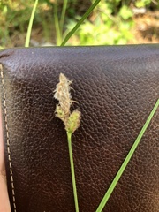 Carex vestita