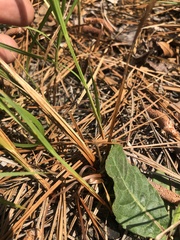 Carex vestita