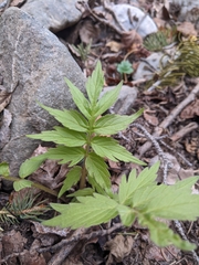 Hydrophyllum fendleri