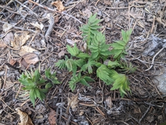 Hydrophyllum fendleri