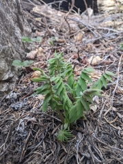 Hydrophyllum fendleri