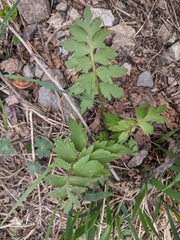 Hydrophyllum fendleri