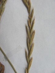 Elymus repens repens