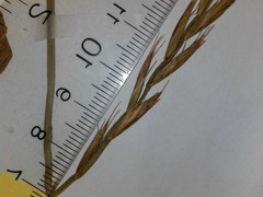 Elymus repens repens
