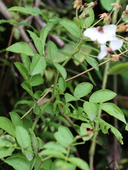 Rosa lucieae
