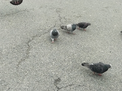 Columba livia domestica