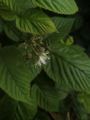 Rubus