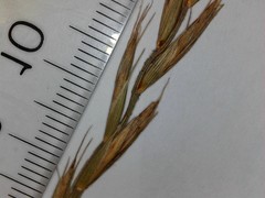 Elymus repens repens