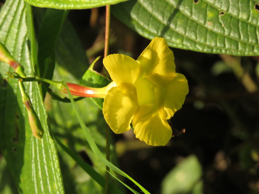 Mandevilla speciosa