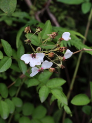 Rosa lucieae
