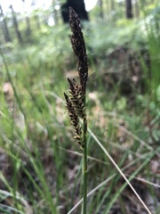 Carex barrattii