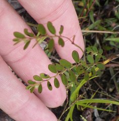 Phyllanthus pentaphyllus