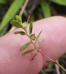 Phyllanthus pentaphyllus