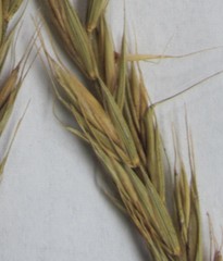 Elymus repens repens