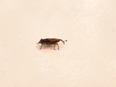 Metamasius sericeus