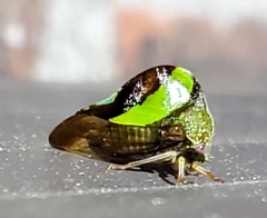 Smilia fasciata